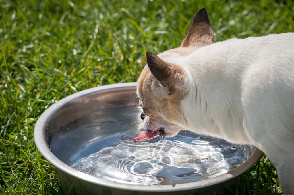 chihuahua, dog, chiwawa-1351008.jpg